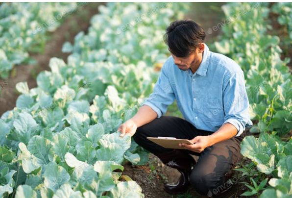 Ingeniería Agronómica Administrativa y su impacto en el desarrollo de Honduras 